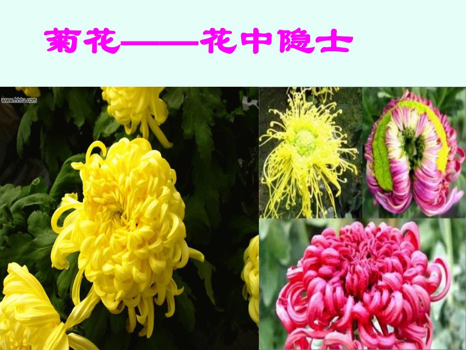 二章三节开花和结果_第4页