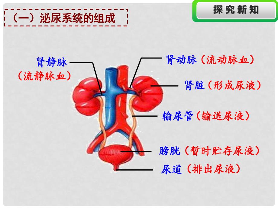 七年级生物下册 第四单元 第五章 人体内废物的排除复习课件 新人教版_第4页