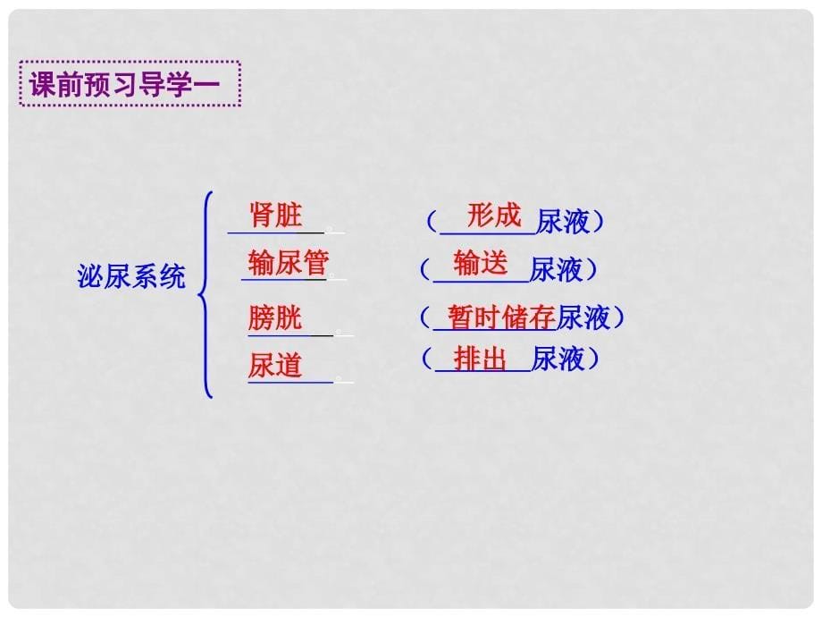 七年级生物下册 第四单元 第五章 人体内废物的排除复习课件 新人教版_第5页