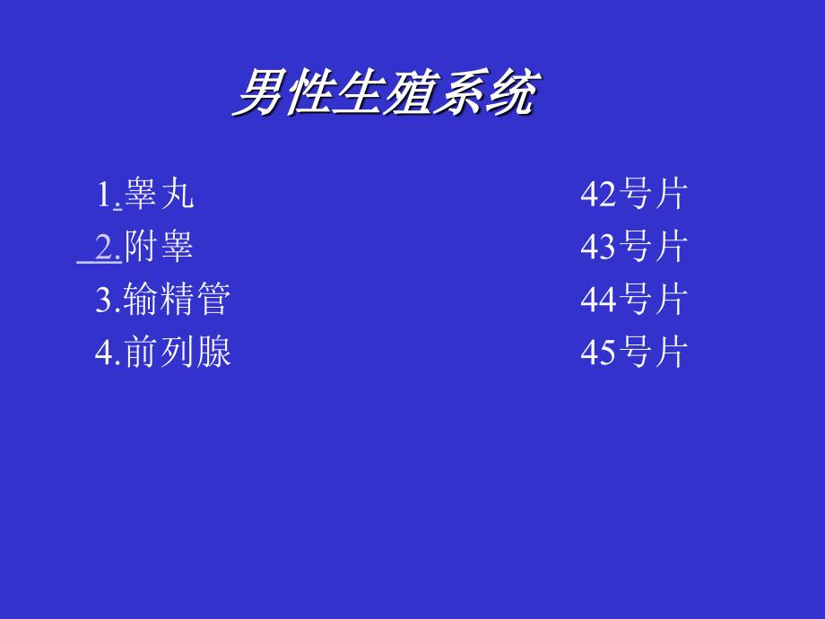 组织胚胎学实验：男性生殖系统_第1页