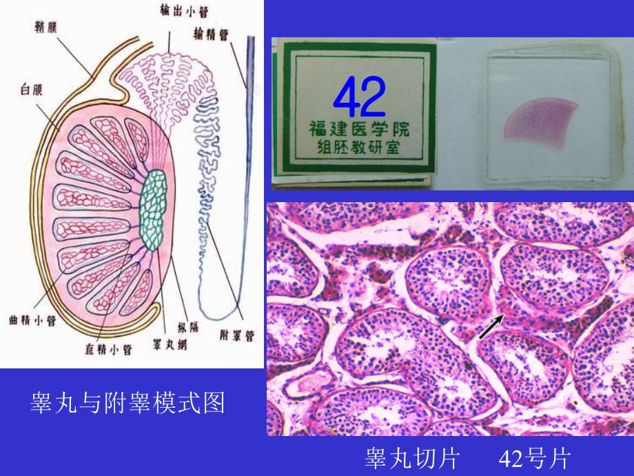 组织胚胎学实验：男性生殖系统_第2页