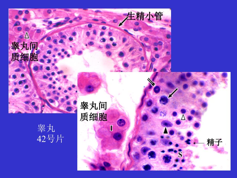 组织胚胎学实验：男性生殖系统_第3页