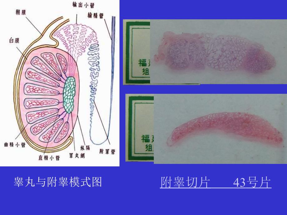 组织胚胎学实验：男性生殖系统_第4页