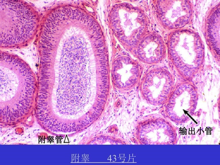 组织胚胎学实验：男性生殖系统_第5页