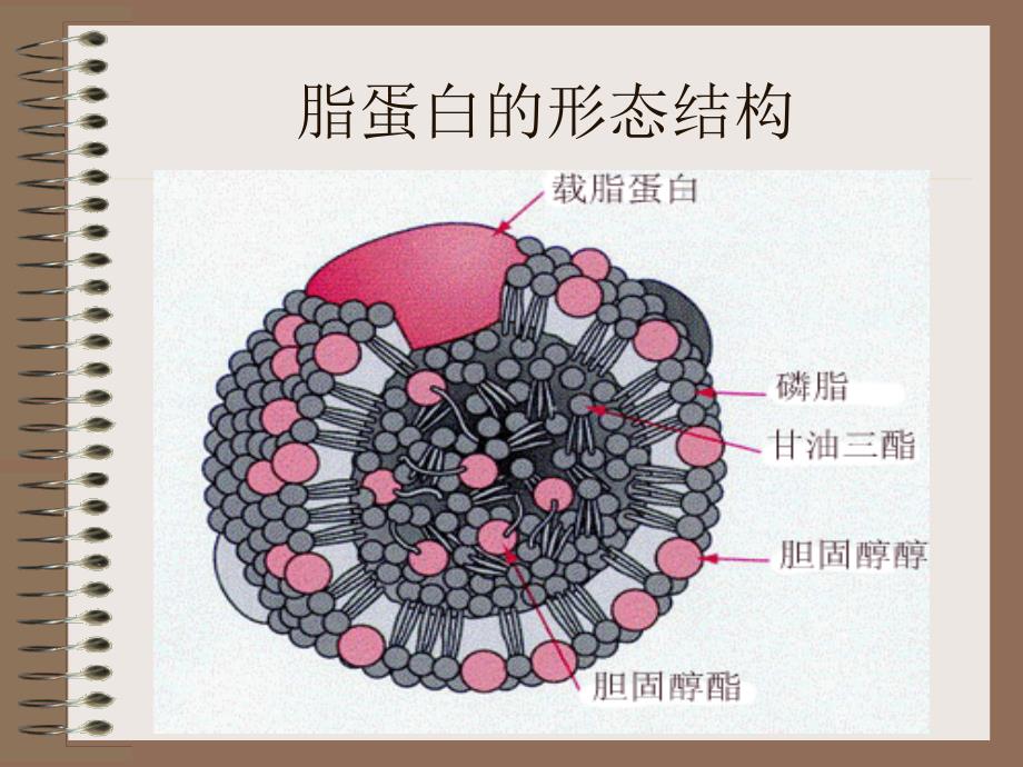 高脂血症的诊断与治疗修正版_第4页