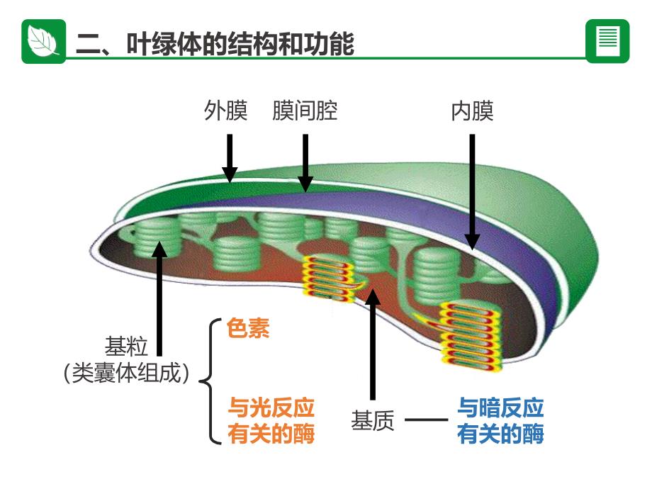 光合作用生物课程_第4页