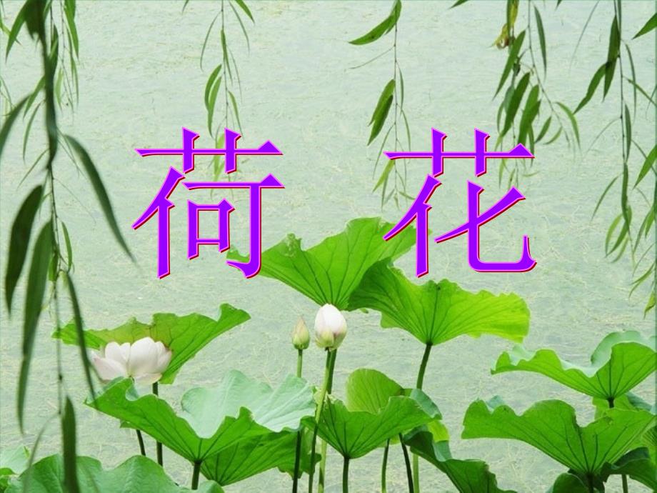 《荷花》精美ppt课件图片_第1页