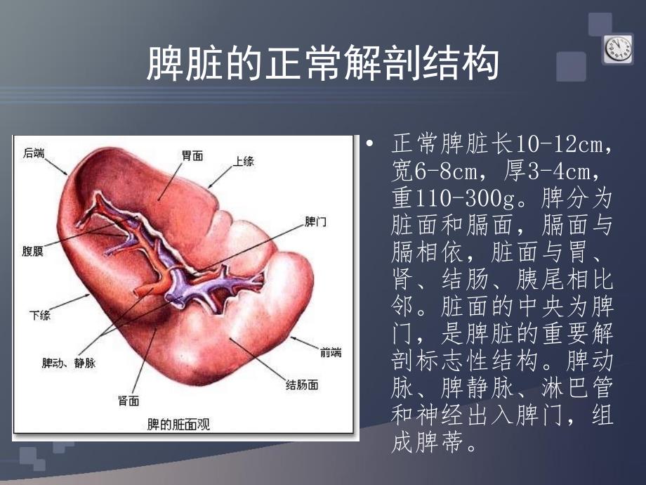 脾脏的正常解剖与影像诊断_第3页