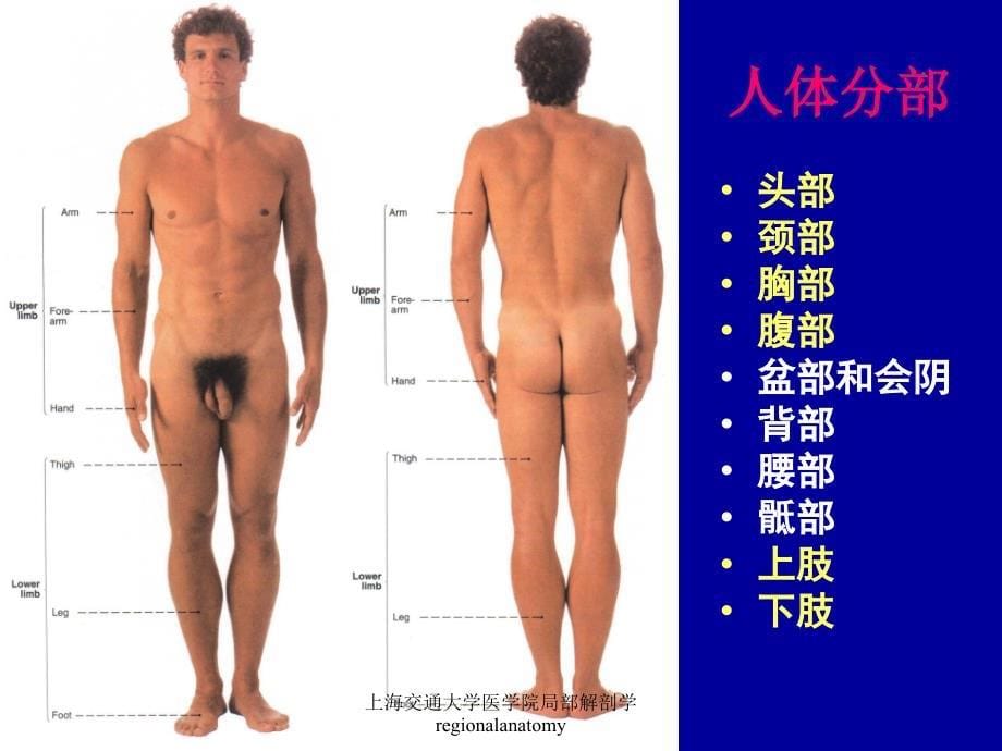 上海交通大学医学院局部解剖学regionalanatomy课件_第5页