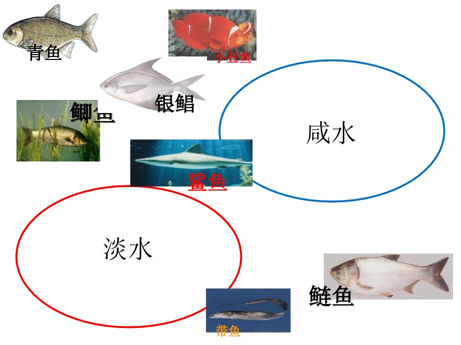 一年级下册科学课件2各种各样的动物鱼沪教版共10张PPT_第2页