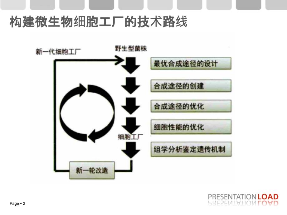 细胞工厂的构建及应用ppt课件_第2页