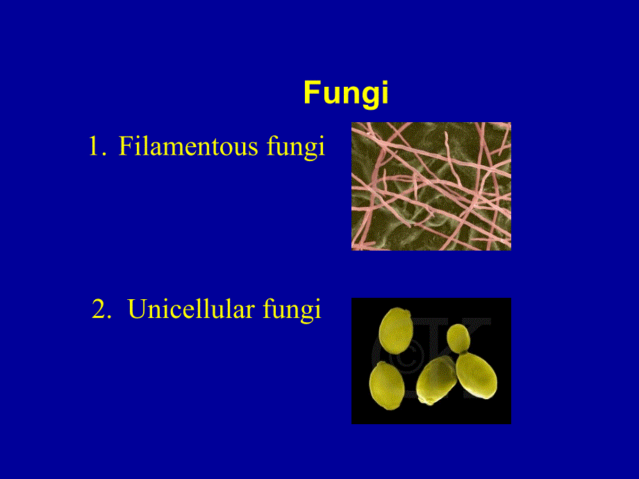 临床微生物真菌学英文_第4页