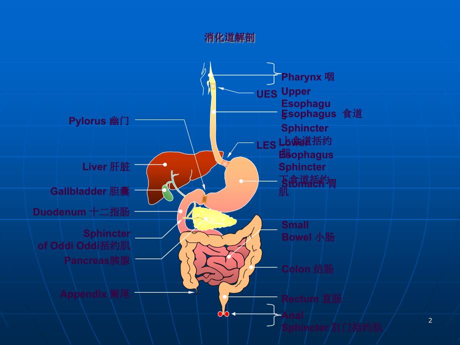 消化系统常规用药ppt课件_第2页