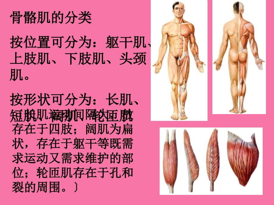 第一章运动系统肌学ppt课件_第3页