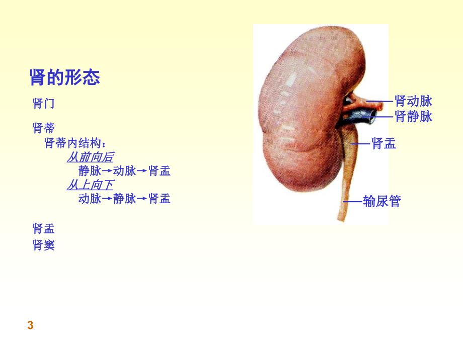 麻醉与肾脏ppt课件_第3页