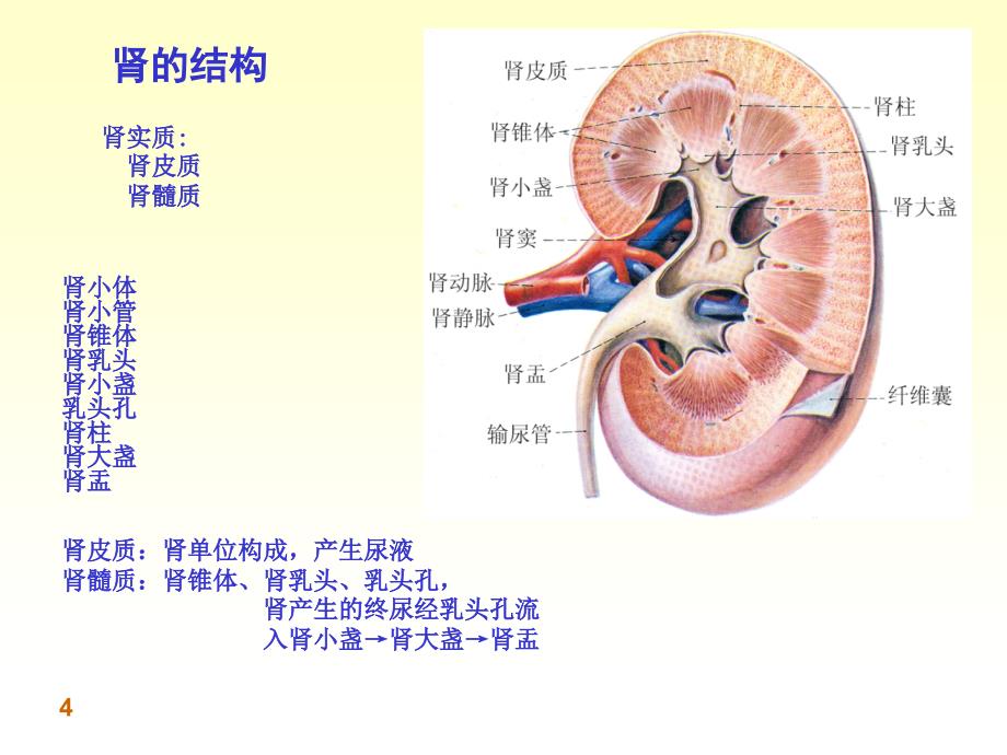 麻醉与肾脏ppt课件_第4页