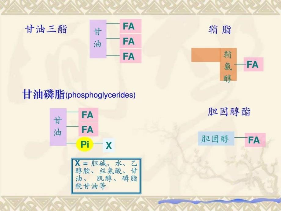 生物化学第五章脂类代谢_第4页