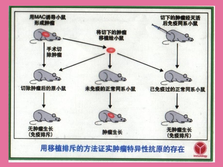 肿瘤免疫ppt课件_第4页