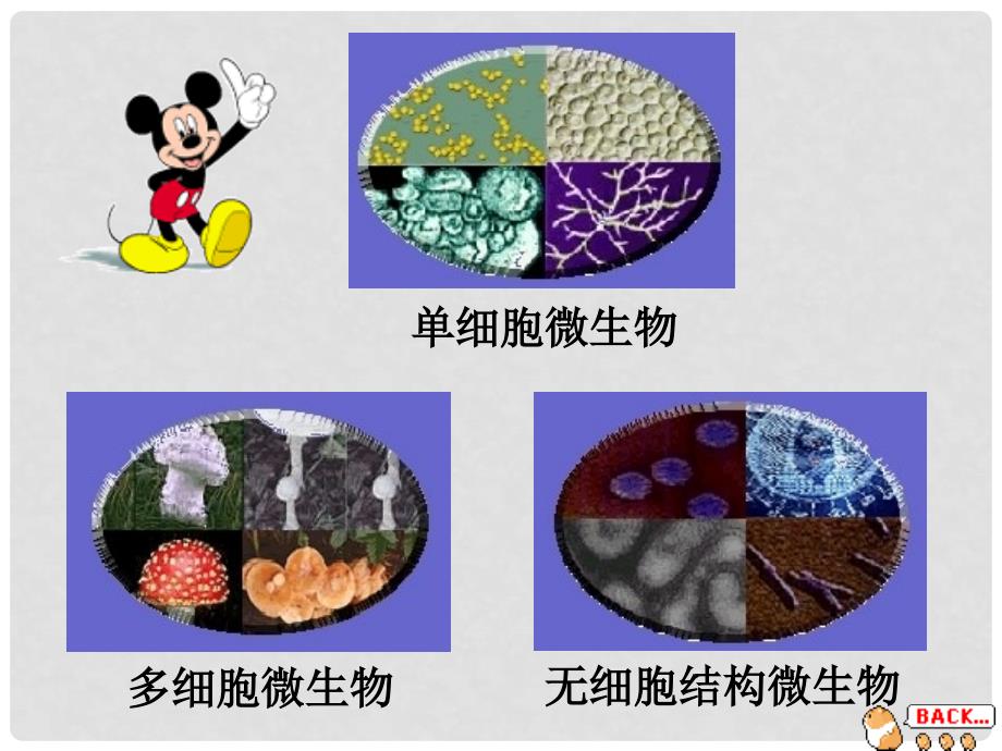 广东省梅州市五华县城镇中学八年级生物上册《微生物在生物圈中的作用》课件 北师大版_第4页