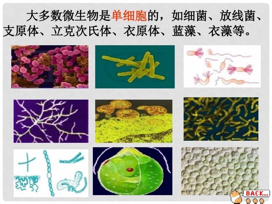 广东省梅州市五华县城镇中学八年级生物上册《微生物在生物圈中的作用》课件 北师大版_第5页