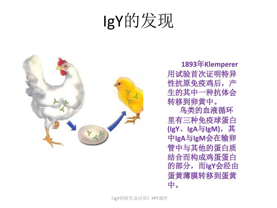 IgY的研究及应用课件_第3页