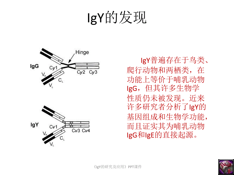 IgY的研究及应用课件_第4页