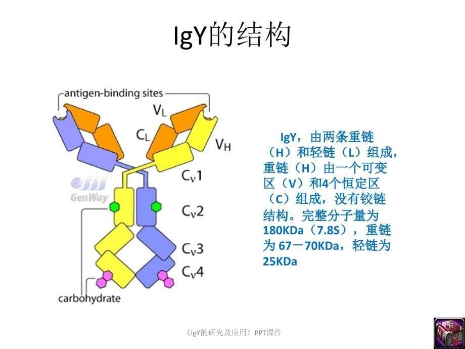 IgY的研究及应用课件_第5页