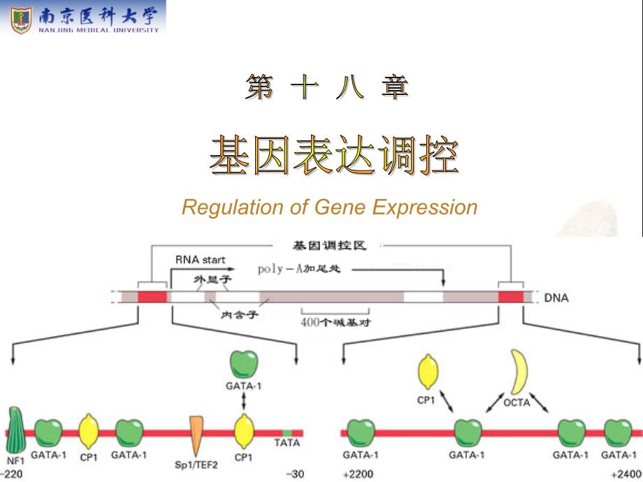 生物化学：第18章 基因表达调控_第1页