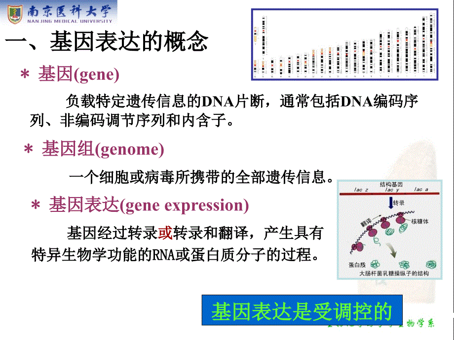 生物化学：第18章 基因表达调控_第3页