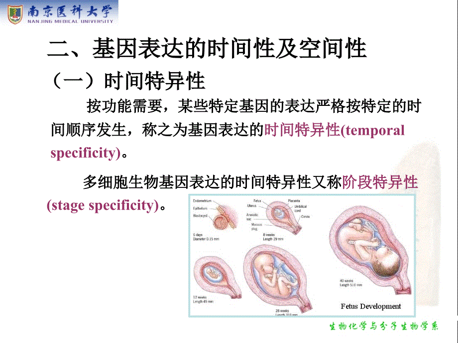 生物化学：第18章 基因表达调控_第4页