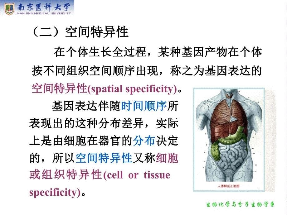 生物化学：第18章 基因表达调控_第5页