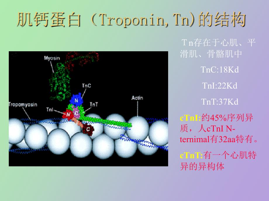 肌钙蛋白与心血管疾病_第2页