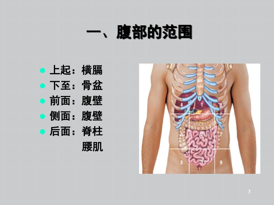 腹部体格检查基础知识讲解PPT课件_第3页