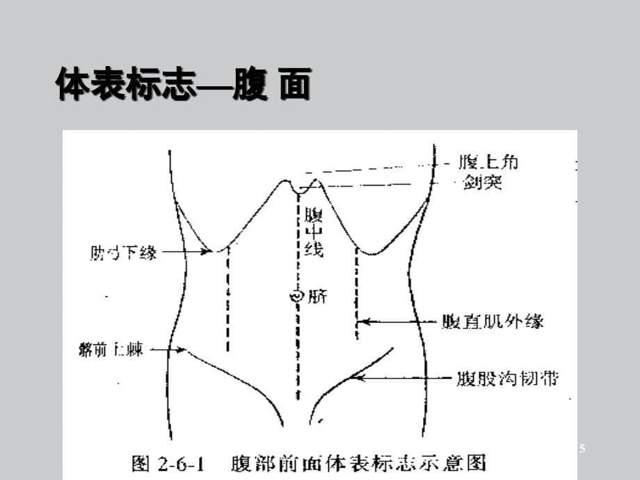 腹部体格检查基础知识讲解PPT课件_第5页