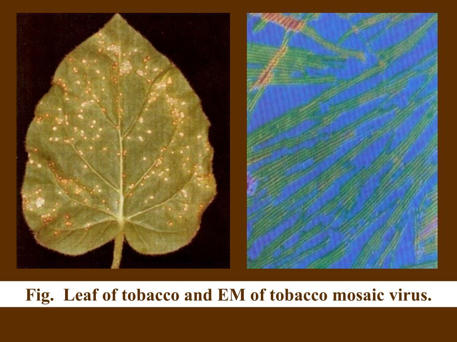 医学微生物学：21-病毒的基本性状_第4页