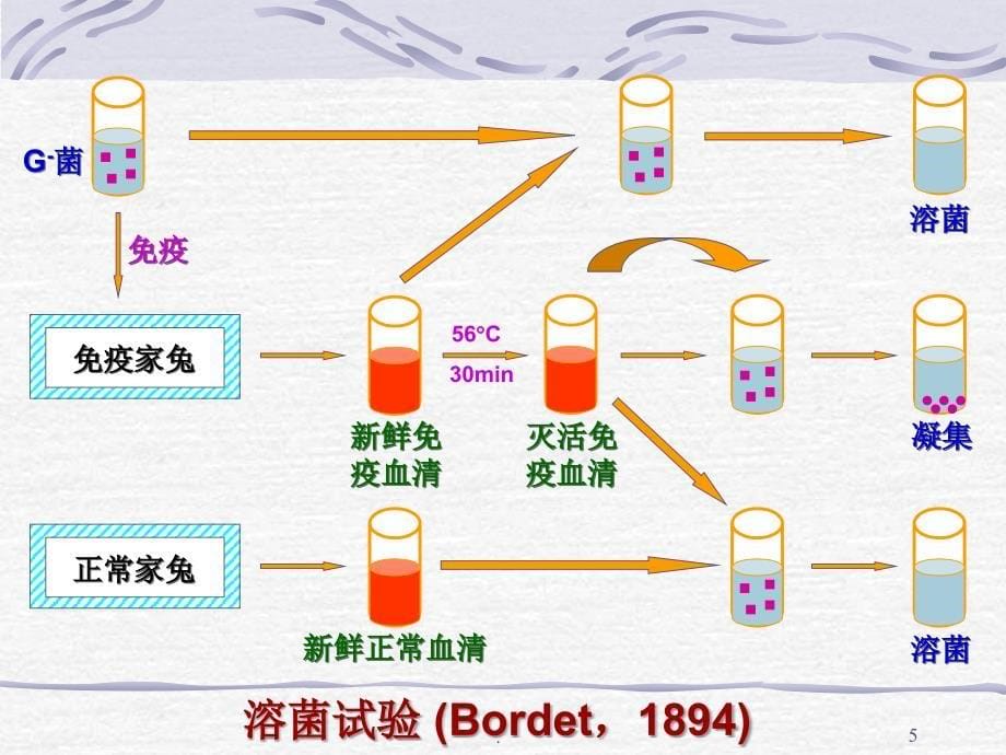 补体系统ppt演示课件_第5页