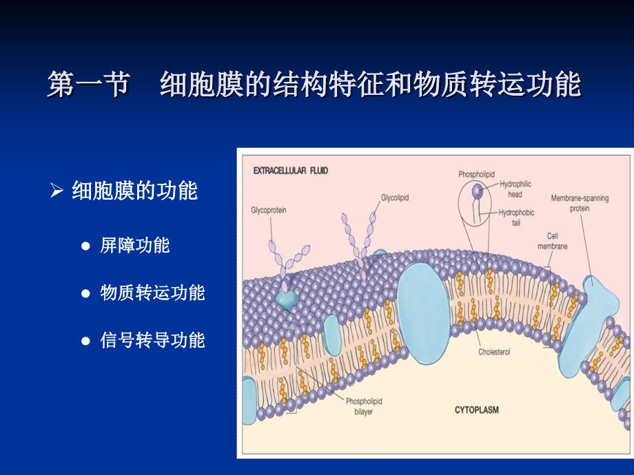 动物生理学第二章-细胞的基本功能.ppt_第2页