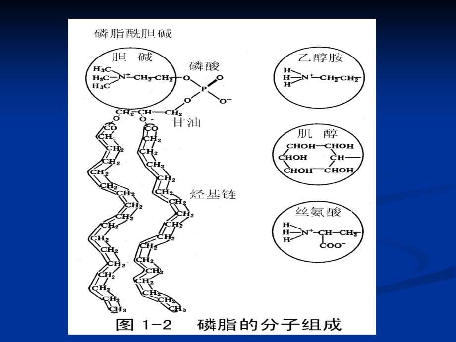 动物生理学第二章-细胞的基本功能.ppt_第5页