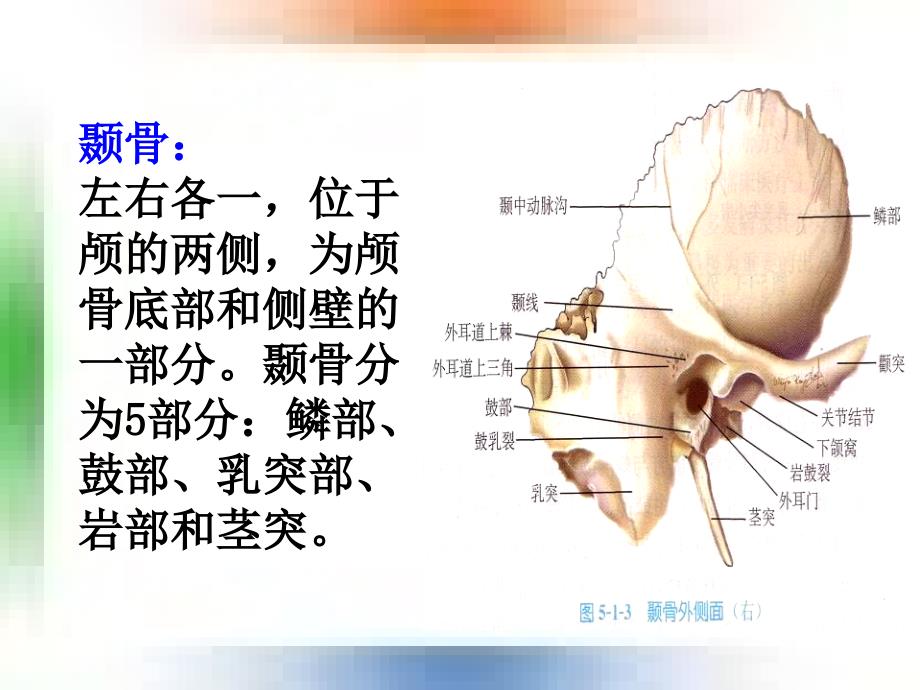 耳的应用解剖及生理学_第3页