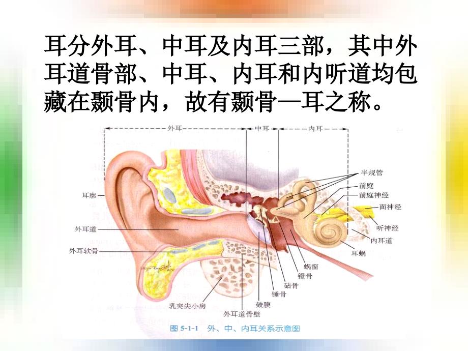 耳的应用解剖及生理学_第4页