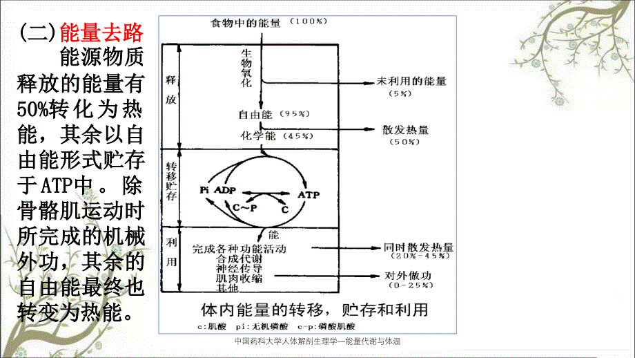 中国药科大学人体解剖生理学能量代谢与体温课件_第2页