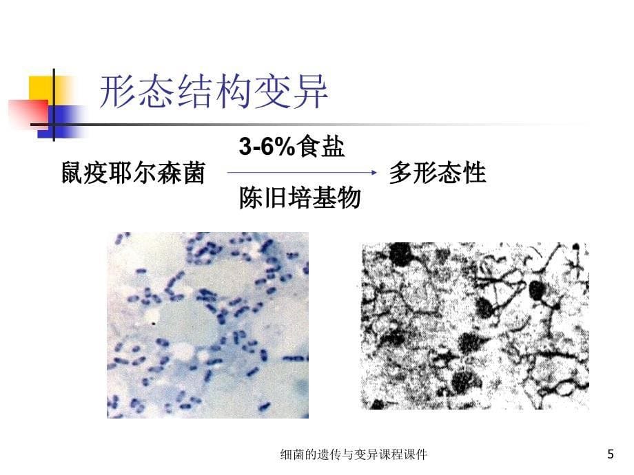 细菌的遗传与变异课程课件_第5页