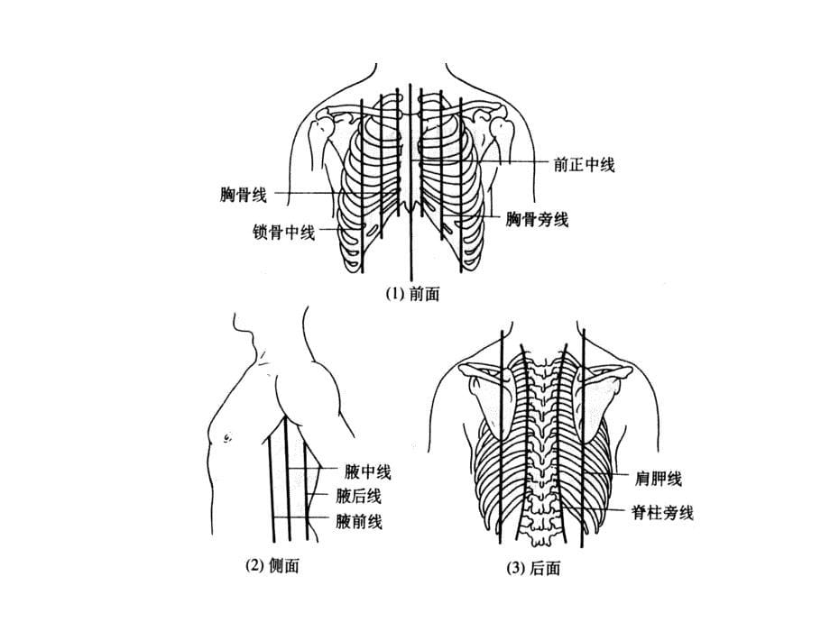 人体解剖学：7-The Alimentary System五年制_第5页