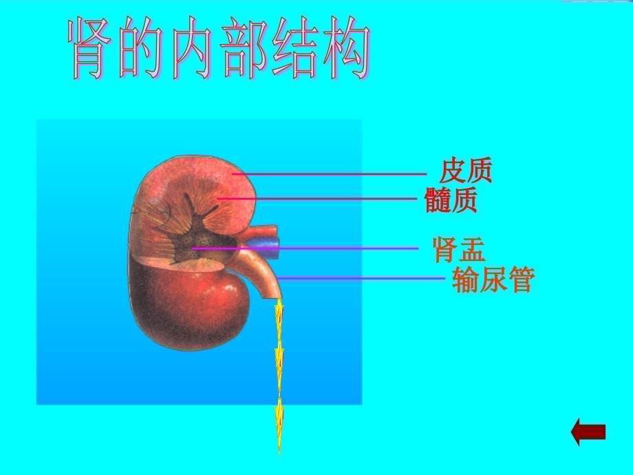 七年级生物下册 11.2《尿的形成与排出》课件 （新版）北师大版_第5页