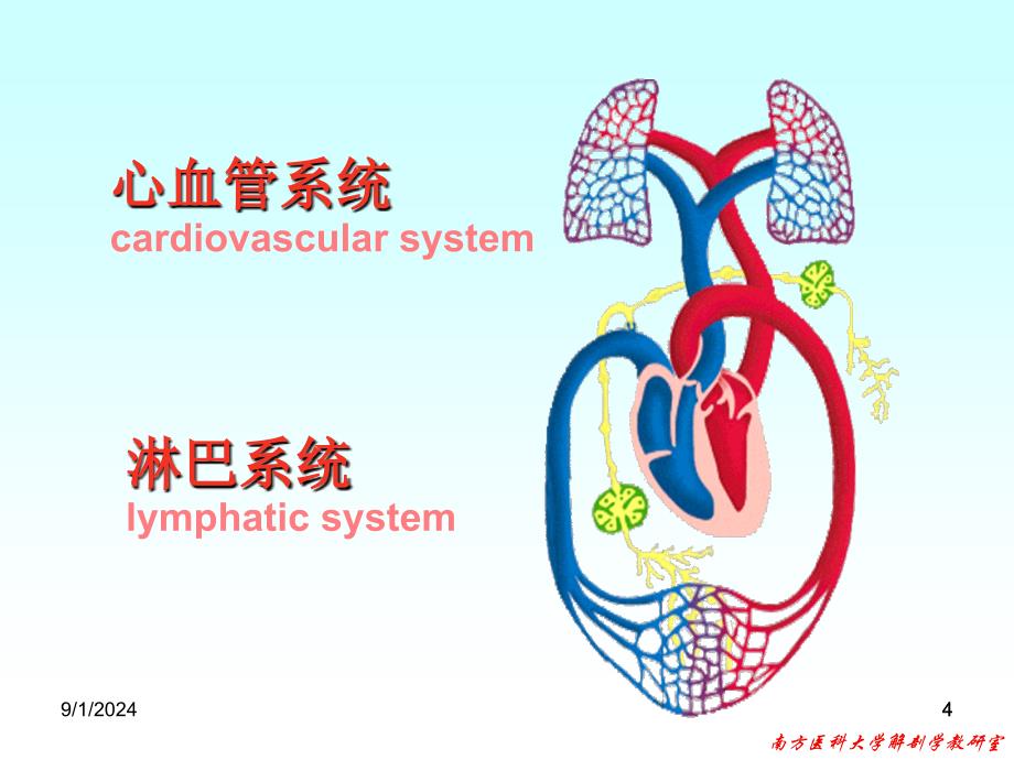 Humananatomy10心血管系统心_第4页