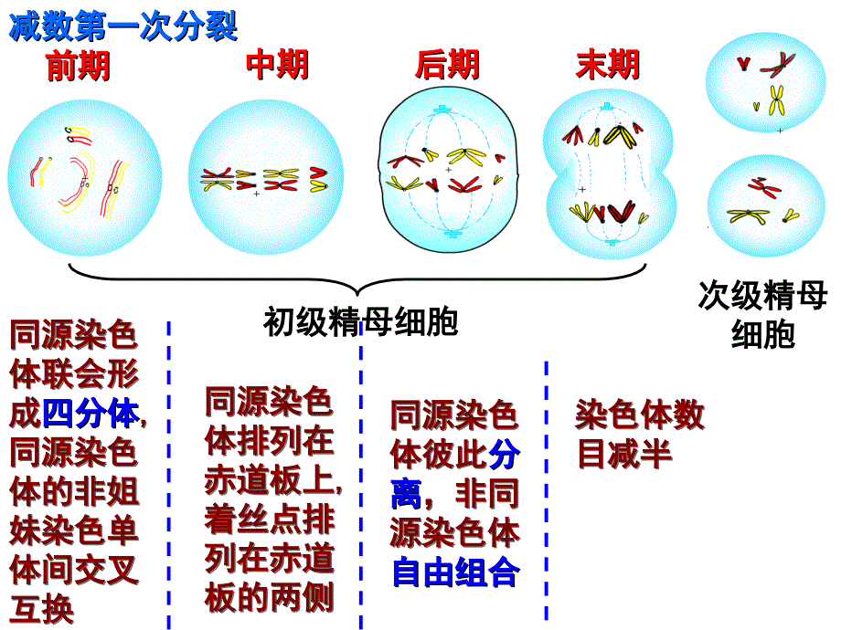 高中生物必修二总复习PPT_第3页