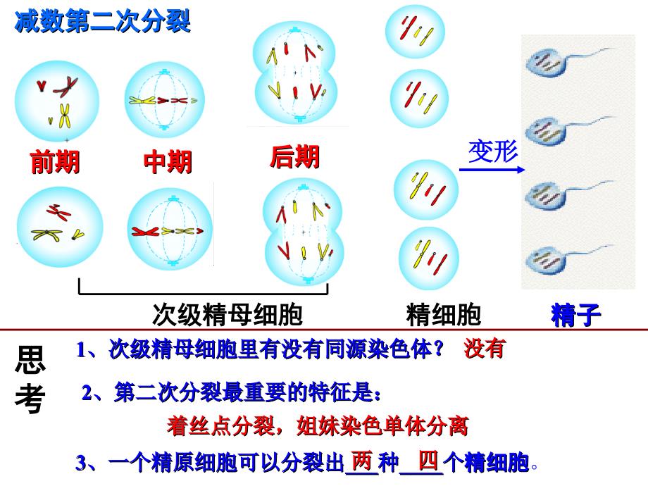 高中生物必修二总复习PPT_第4页