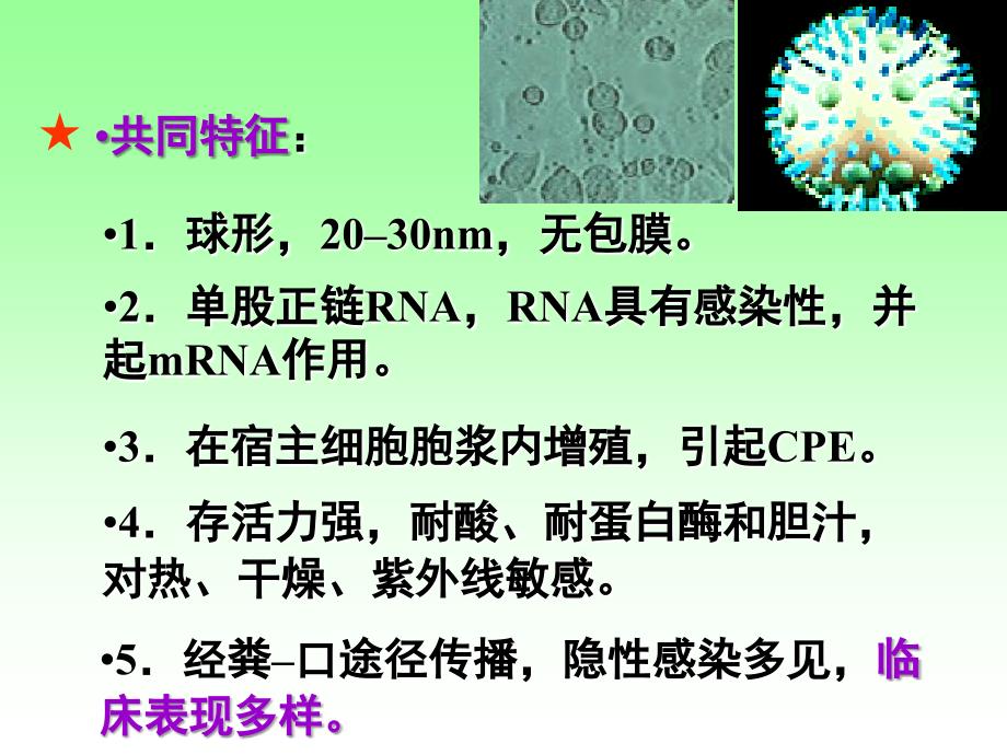 医学微生物学：第26章 肠道病毒_第4页