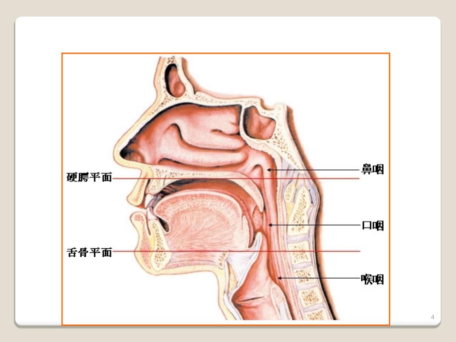 咽科学ppt课件_第4页