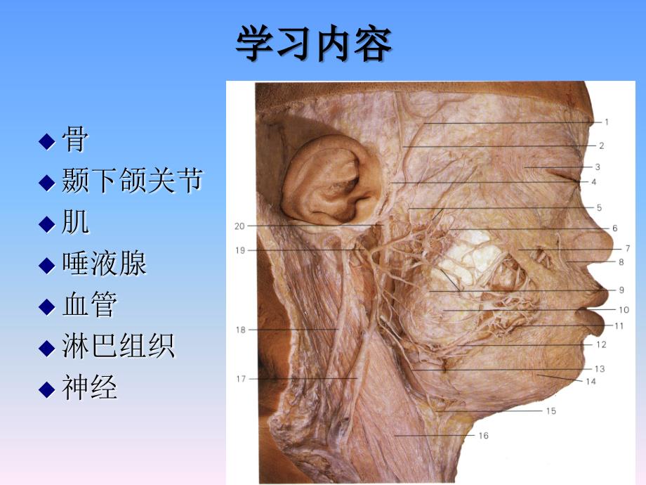 口腔面颈部系统解剖上下颌骨_第4页